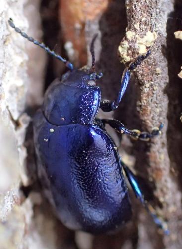 Oreina caerulea